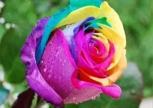 Троянди голландські фото, сорти, опис (фото голландських троянд) Троянди голландські фото, сорти, опис