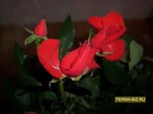 Роза Кордана мікс догляд в домашніх умовах, фото, домашня ферма (після покупки) Роза Кордана мікс догляд в домашніх умовах, фото, домашня ферма