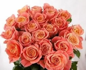 Троянди голландські фото, сорти, опис (троянди) Троянди голландські фото, сорти, опис