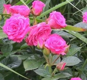 Троянди голландські фото, сорти, опис (сорти) Троянди голландські фото, сорти, опис