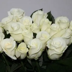 Троянди голландські фото, сорти, опис (голландські) Троянди голландські фото, сорти, опис