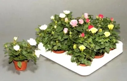Роза Кордана мікс як доглядати, ls (Кордана) Роза Кордана мікс як доглядати, ls