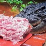 Найбільші зоопарки в світі, wikimost