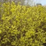 Найдинамічніша живопліт вибираємо рослини (весь теплий період) Найдинамічніша живопліт вибираємо рослини