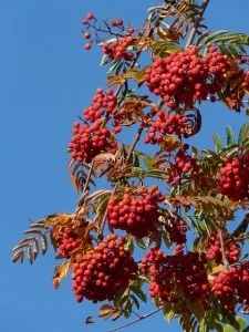 Горобина - старовинні народні прикмети і вірування (горобина) Горобина - старовинні народні прикмети і вірування