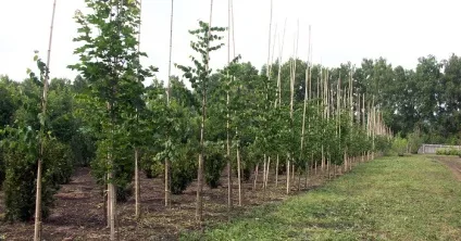Найдинамічніша живопліт вибираємо рослини (рослини) Найдинамічніша живопліт вибираємо рослини