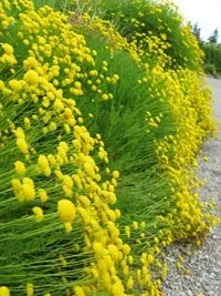 Сантоліна вирощування і догляд (сантолина) Сантоліна вирощування і догляд