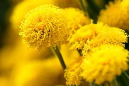 Сантоліна види, вирощування, використання