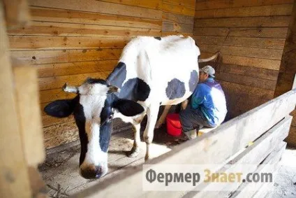 Сарай для корови своїми руками особливості будівництва та обладнання (руками) Сарай для корови своїми руками особливості будівництва та обладнання