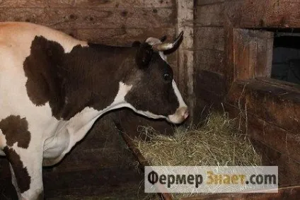Сарай для корови своїми руками особливості будівництва та обладнання (особливо) Сарай для корови своїми руками особливості будівництва та обладнання