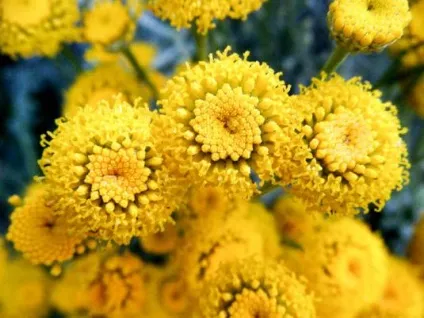 Сантоліна види, вирощування, використання