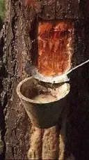 збір смоли