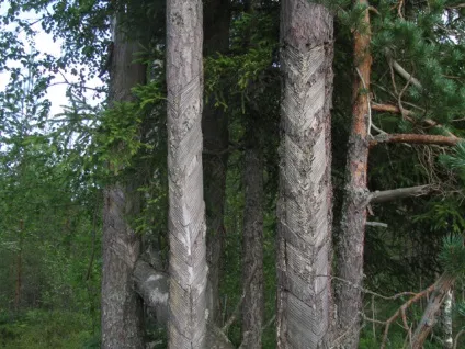 збір смоли