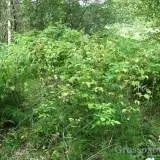 Північна ягода - костяниця (північна) Північна ягода - костяниця