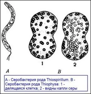 Серобактерии - продуценти по типу і способу харчування (серобактерии) Серобактерии - продуценти по типу і способу харчування