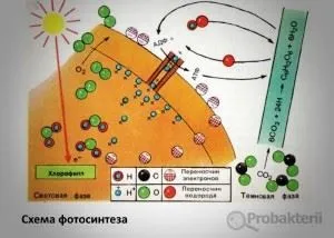 Серобактерии - продуценти по типу і способу харчування (способу) Серобактерии - продуценти по типу і способу харчування