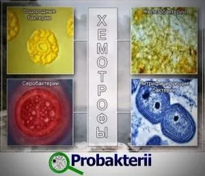 Серобактерии - продуценти по типу і способу харчування (серобактерии) Серобактерии - продуценти по типу і способу харчування