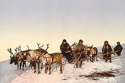 північний олень