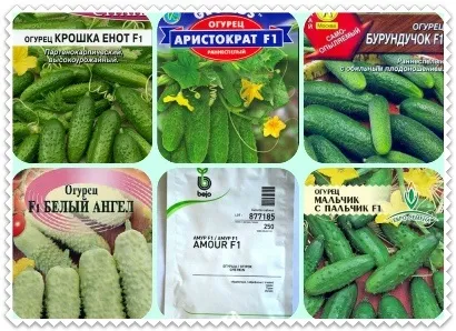 Насіння огірків для засолювання самозапильних надійні сорти (сорти) Насіння огірків для засолювання самозапильних надійні сорти