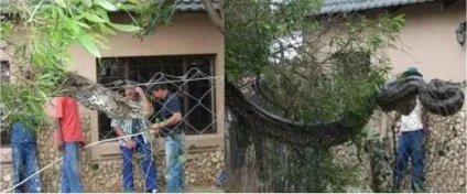 Сітчастий пітон - найбільша змія в світі (сітчастий) Сітчастий пітон - найбільша змія в світі