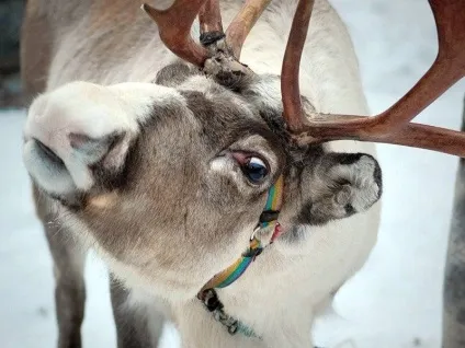 північний олень