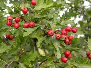 Шипшина і глід як заварювати лікувальні плоди