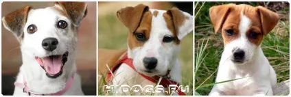 Цуценята джек рассел тер'єра особливості, вибір щеняти (фото) (особливості) Цуценята джек рассел тер'єра особливості, вибір щеняти (фото)