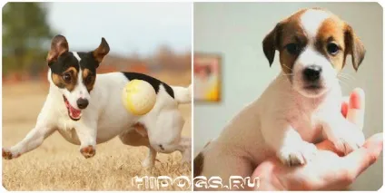 Цуценята джек рассел тер'єра особливості, вибір щеняти (фото) (джек) Цуценята джек рассел тер'єра особливості, вибір щеняти (фото)