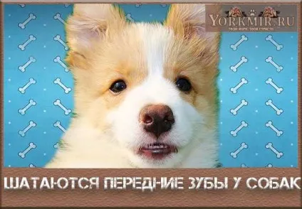 Хитаються передні зуби у собак, що робити, рішення проблеми (передні) Хитаються передні зуби у собак, що робити, вирішення проблеми