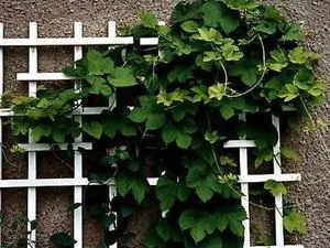 Шпалери для рослин існуючі види, матеріали, технологія виготовлення своїми руками