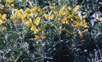 Силікоз лікування народними засобами (засобами) Силікоз лікування народними засобами