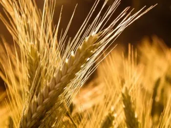 Силікоз лікування народними засобами (лікування) Силікоз лікування народними засобами