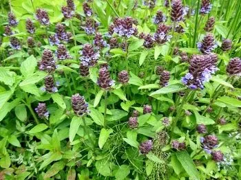 Силікоз лікування народними засобами (засобами) Силікоз лікування народними засобами