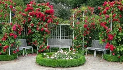 Шпалера на дачі, як зробити своїми руками, корисні поради (зробити) Шпалера на дачі, як зробити своїми руками, корисні поради
