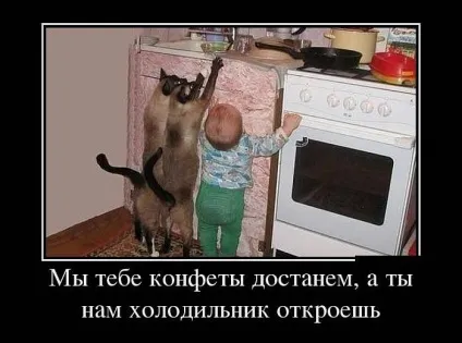 сіамські кішки
