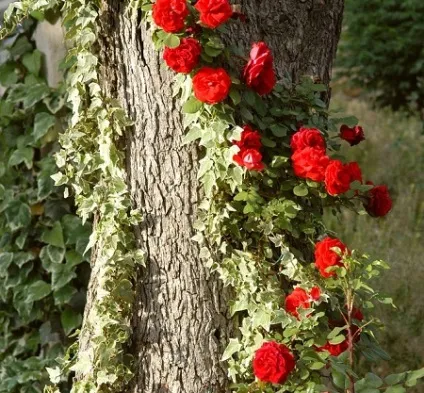 Шпалера на дачі, як зробити своїми руками, корисні поради (зробити) Шпалера на дачі, як зробити своїми руками, корисні поради