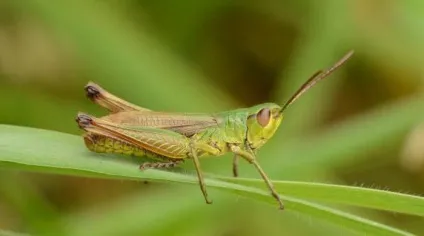 Скільки живуть коники короткий опис комахи