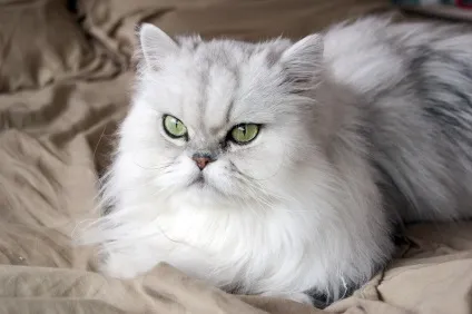 Скільки коштує перський кошеня