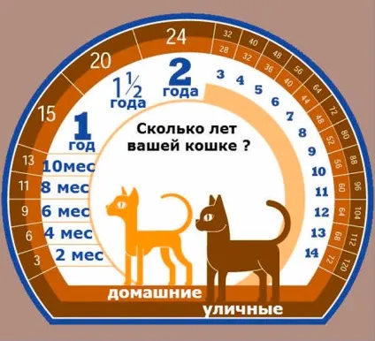 Скільки років в середньому живуть кішки в домашніх умовах і як продовжити життя (живуть) Скільки років в середньому живуть кішки в домашніх умовах і як продовжити життя