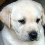 Собака шарпей характеристика породи і зміст, ціна, де купити, скільки коштує, відгуки, Україна (шарпей) Собака шарпей характеристика породи і зміст, ціна, де купити, скільки коштує, відгуки, Україна