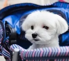 Собака мальтійська болонка (мальтезе) опис породи, фото, ціна цуценят, відгуки (мальтійська болонка характер) Собака мальтійська болонка (мальтезе) опис породи, фото, ціна цуценят, відгуки