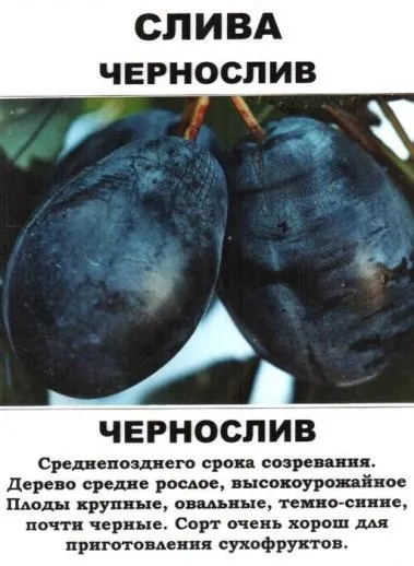 Слива чорнослив - опис сорту з фото, відгуки (фото) Слива чорнослив - опис сорту з фото, відгуки