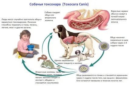 Собача Токсокара (toxocara canis) - собача аскарида