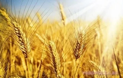 Курдюк баранячий користь і шкода (курдюк) Курдюк баранячий користь і шкода