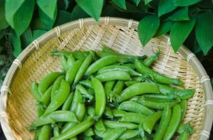 Курдюк баранячий користь і шкода (баранячий) Курдюк баранячий користь і шкода