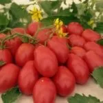 Все про томаті Ляна опис, відгуки та фото (відгуки фото врожайність Томат) Все про томаті Ляна опис, відгуки та фото