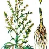 Шкода цукру для організму людини (Вплив цукру організм) Шкода цукру для організму людини