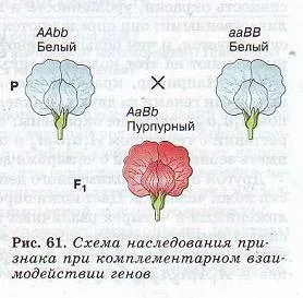 Взаємодія неалельних генів (на тему) Взаємодія неалельних генів
