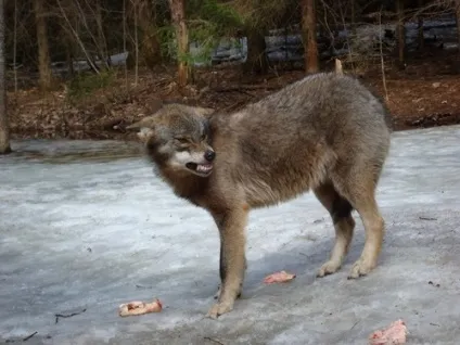 Всяка всячина