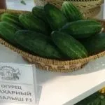 Сорт огірка зозуля, відгук про вирощування, день дачника (сорт) Сорт огірка зозуля, відгук про вирощування, день дачника